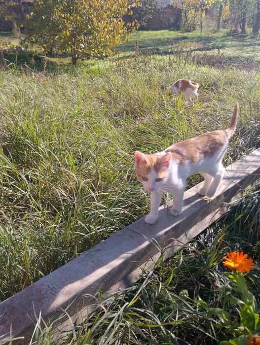 Малки котенца на три месеца