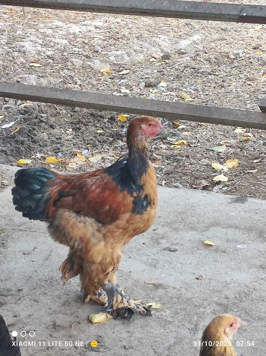 Brama xorozla sotiladi sogʻlom .donasi 200 mingdan .