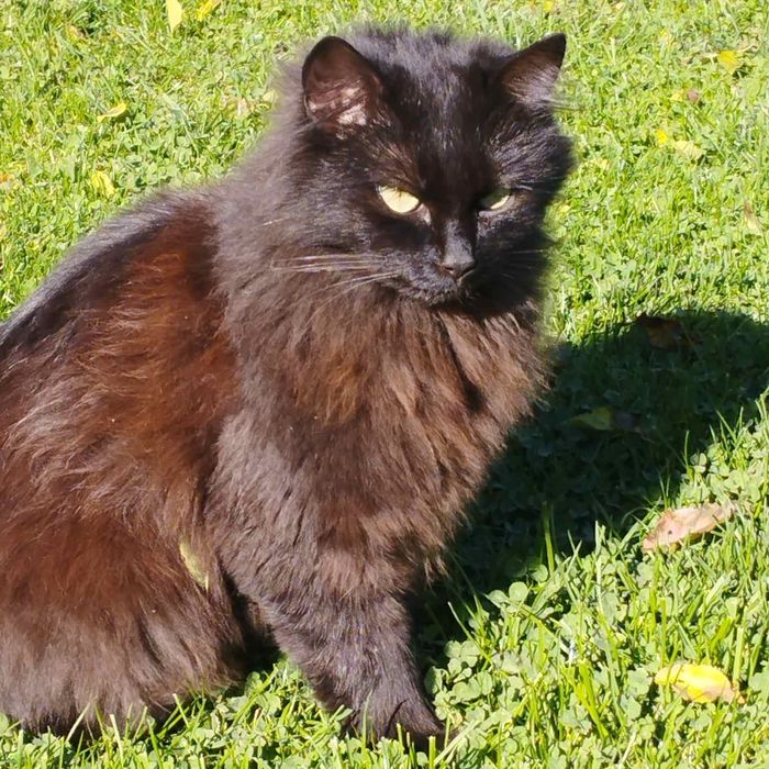 Женско коте търси дом