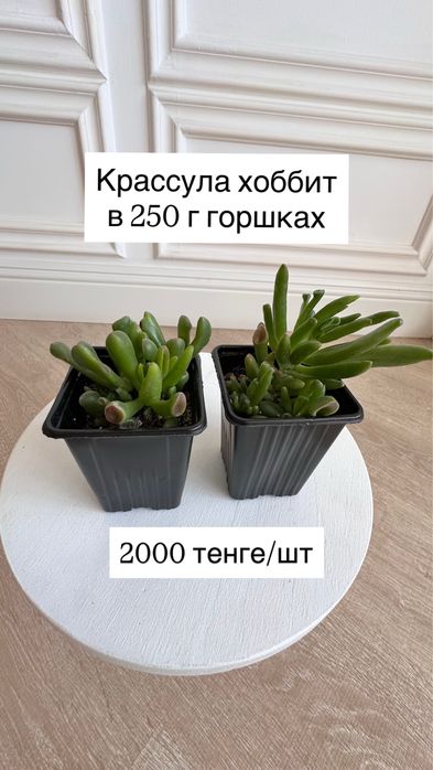 Денежное дерево (крассула, толстянка, крассула хоббит)