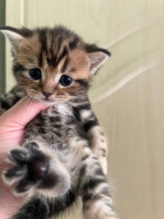 Шотландский котята