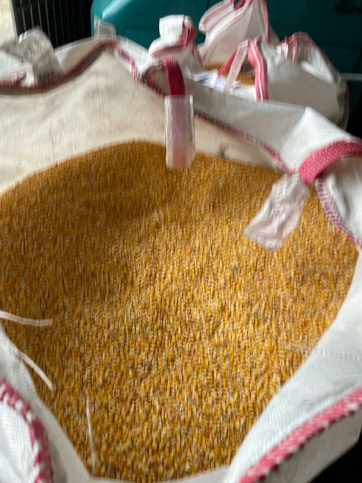 Porumb de vânzare