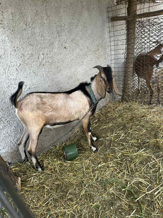 Țapii anglo nubieni