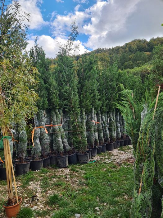 Tuia Leylandii Gard viu vesnic verde Calitate superioara