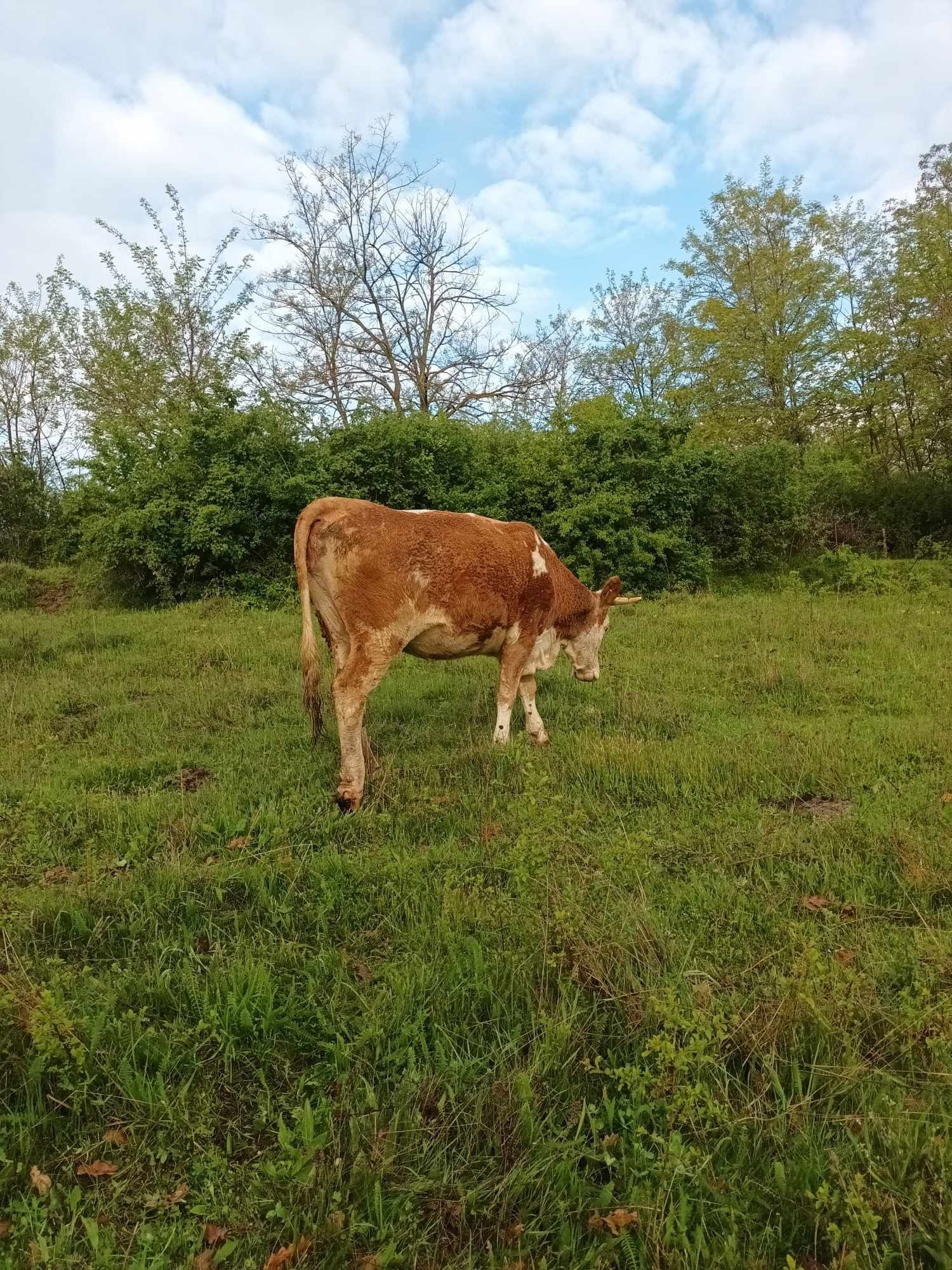 Vând jurinca de 3ani gestanta în 6luni