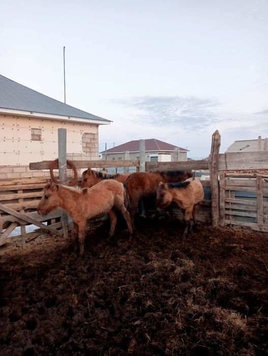 Жабағы сатам 250000