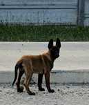 Ciobănesc belgian malinois femela