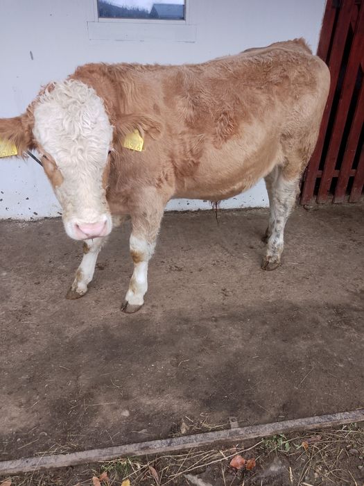 Tăuraș BR linie de carne