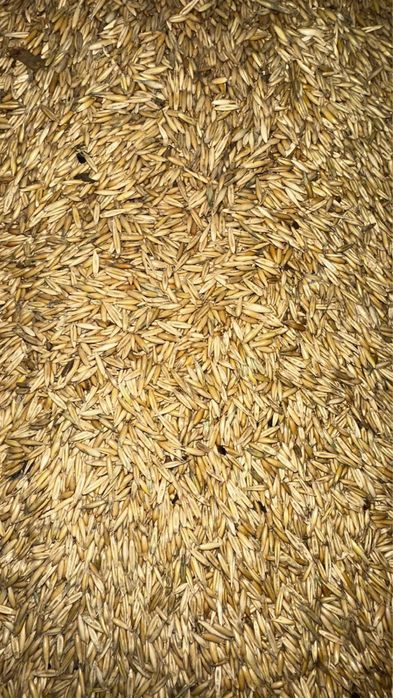 Продам чистый овес!