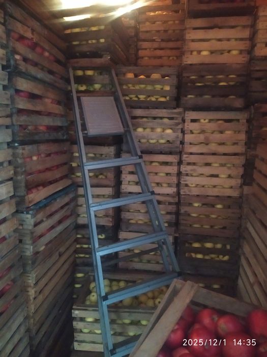 Продам яблоки сорт Американка и Золотое