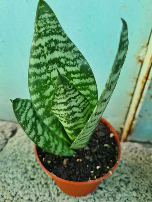 Композиция из кактусов и суккулентов, хлорофитум