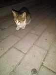 Dарява коте за дом и любов