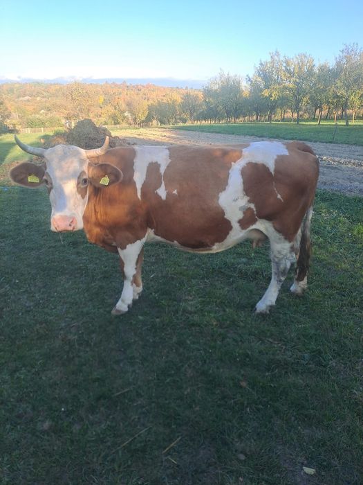 Vând vacă bălțată