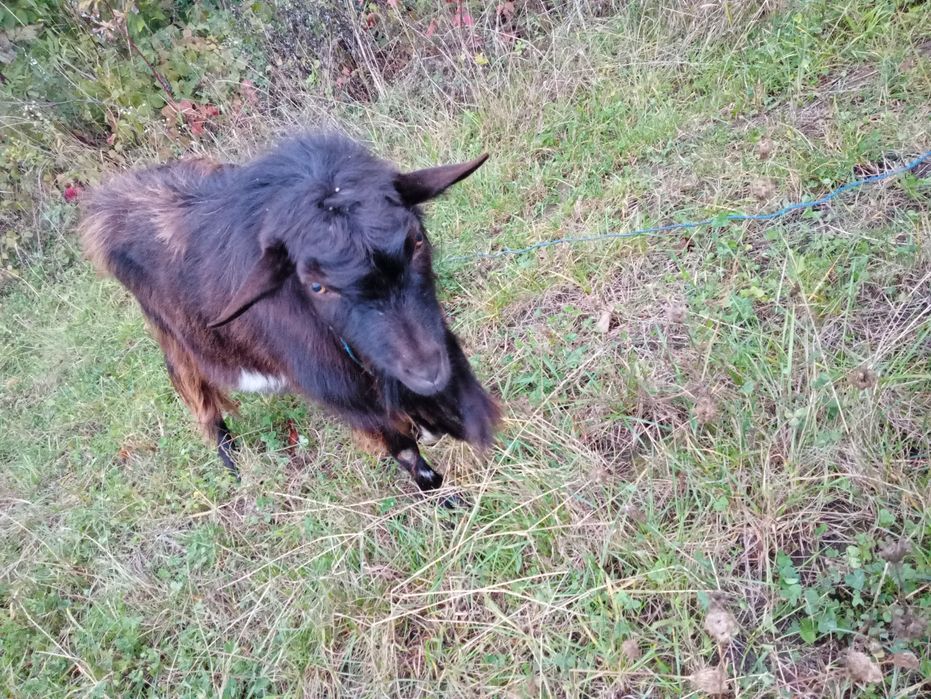 Vând capra și țap de doi ani .Mai multe detali in privat