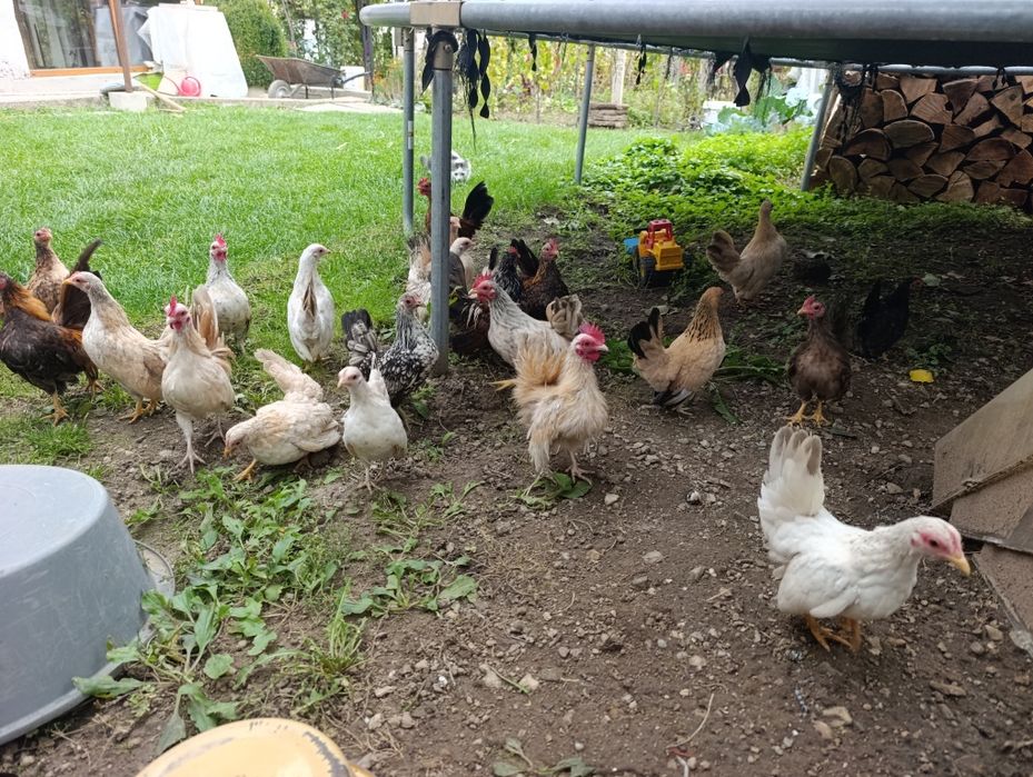 Декоративни Кокошки.