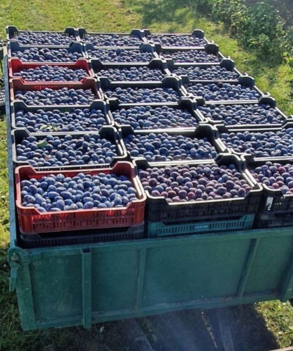 Vand prune pentru tuica 100%coapte