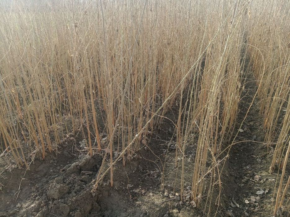 Tut daraxti koʻchatlari