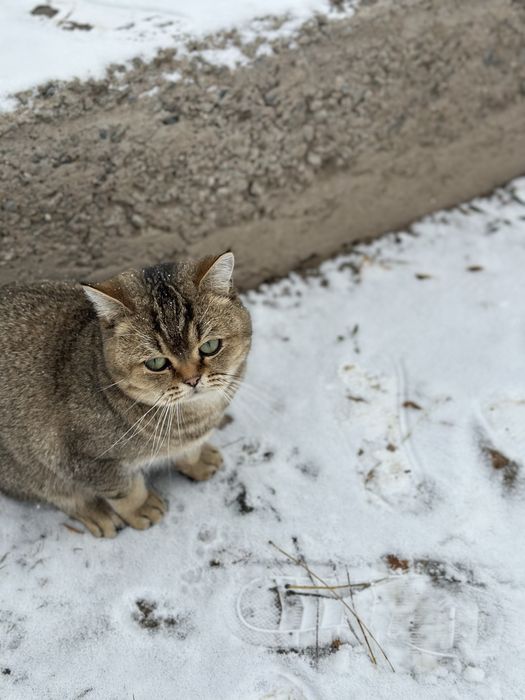 Британский шиншила 1 годик