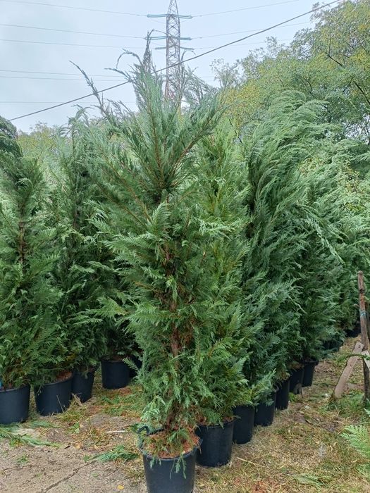 Leylandii chiparos