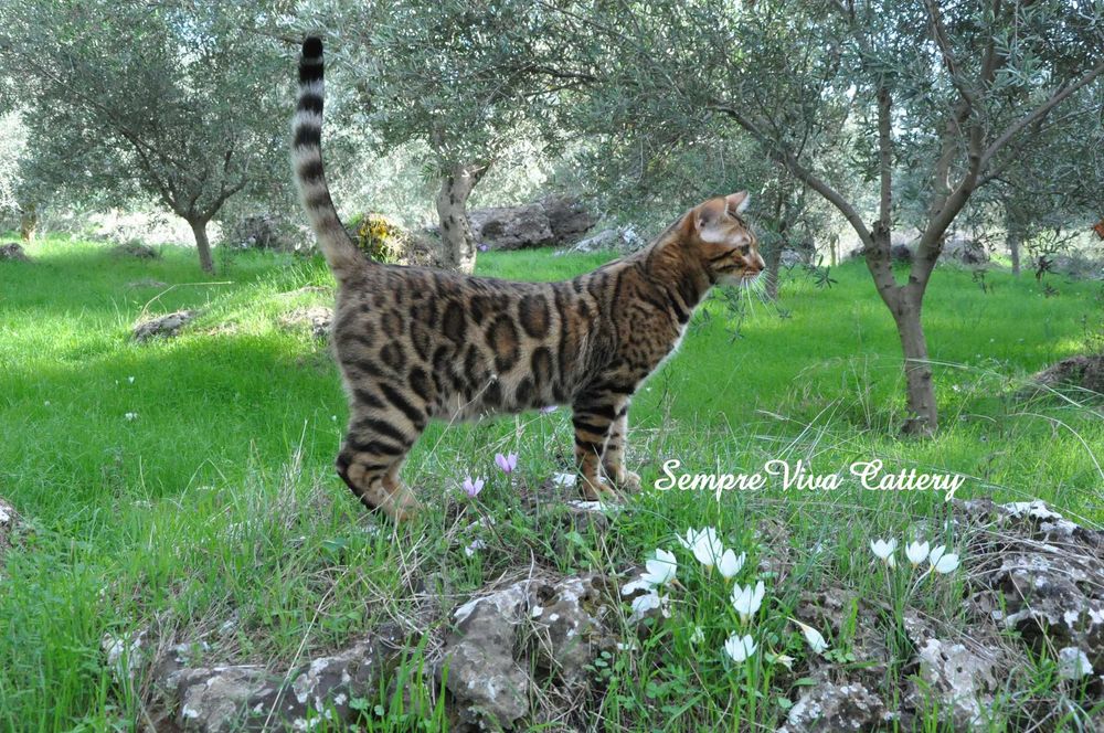 Бенгалско коте мъжко