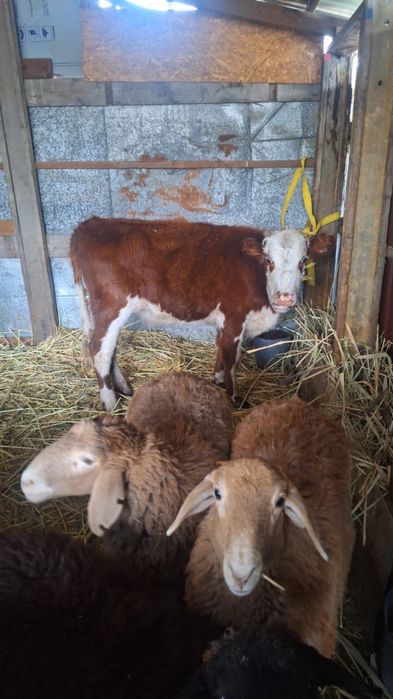 Бір жасар тана ( Ақбас )