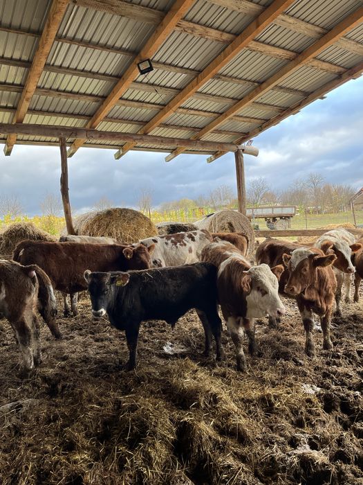 Vand baltate frumoase