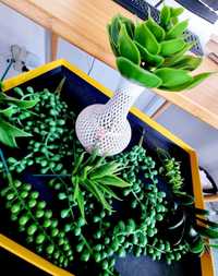 Papetarie - SET 8 plante VERZI suculente decorative casa birou