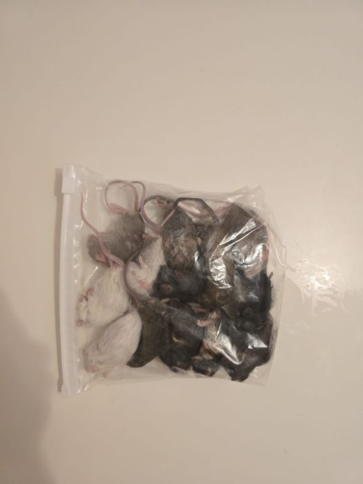 Soareci hrana reptile