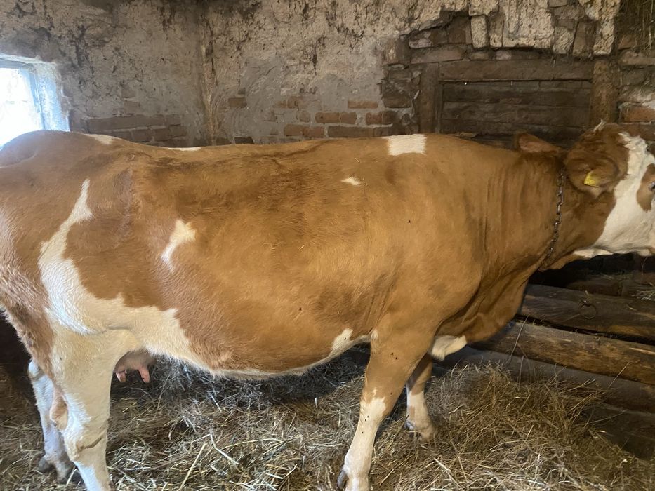 Vand Vaci pret negociabil