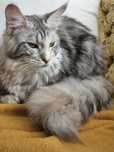 Pisica Maine coon 9 luni