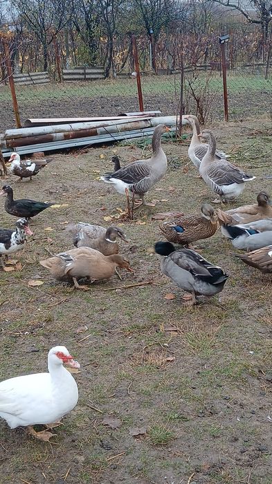 Caută o altă casă