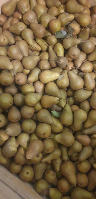 Vand pere de tuica