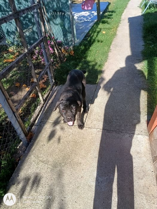 продавам кане корсо