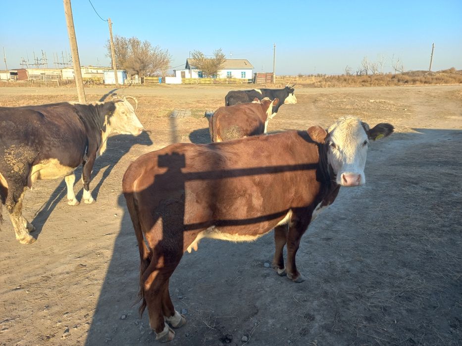 Екі туылған тайынша сатылады