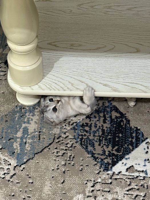 Скоттиш Фолд 6 мес