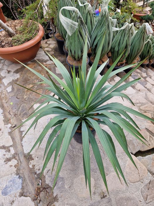 Yucca filamentosa