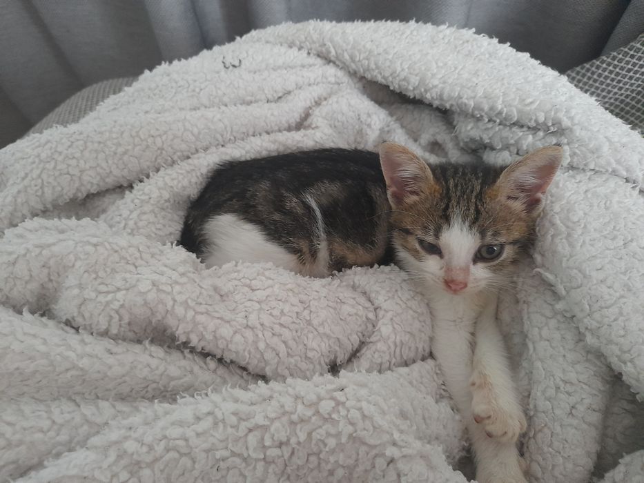 Adoptie responsabila