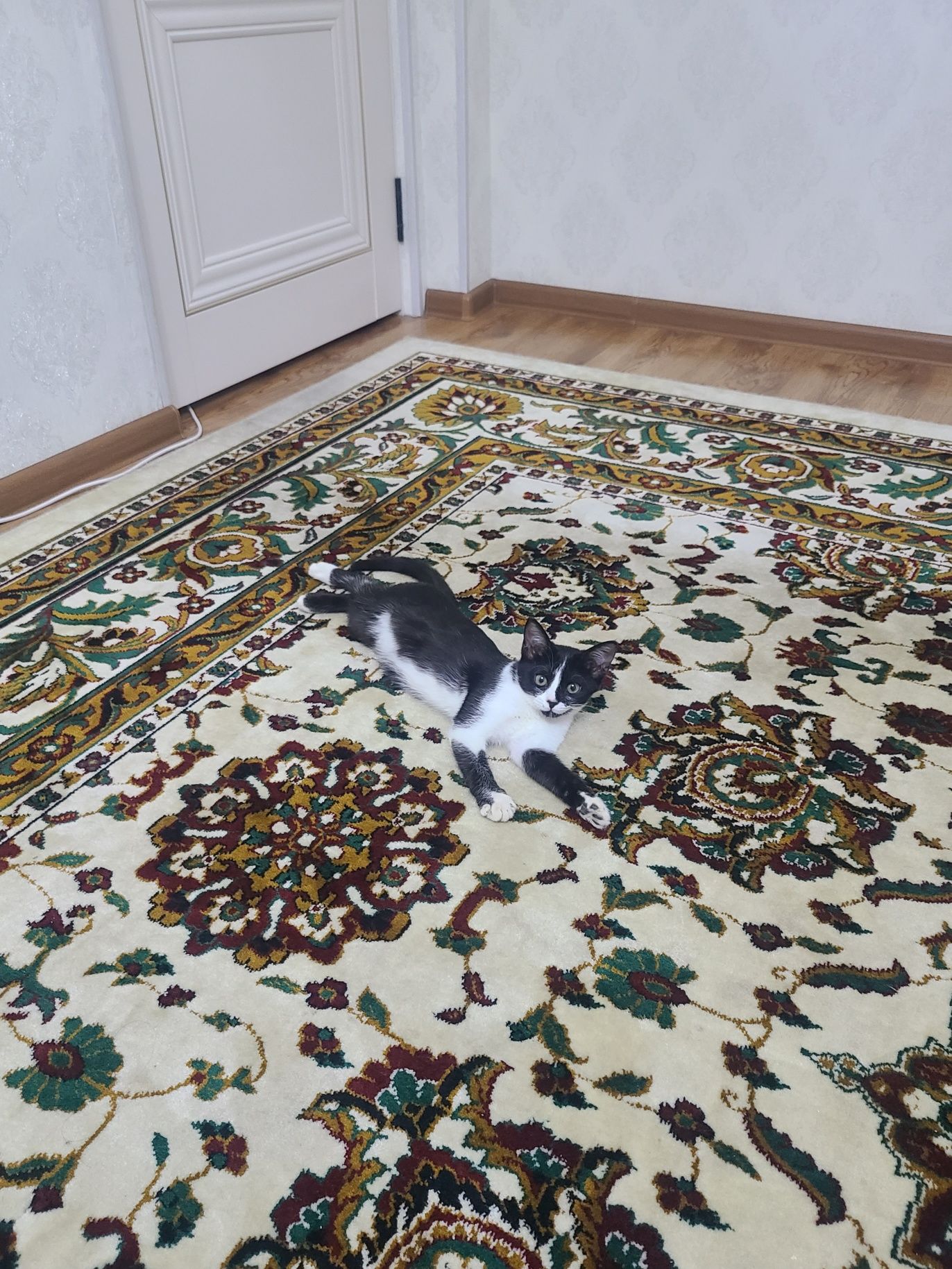 Котёнок бесплатно!