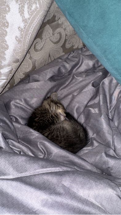 Котенок девочка 1,5 месяцов