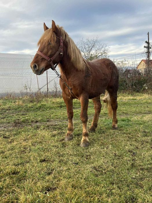 Mânz de 3 ani necastrat