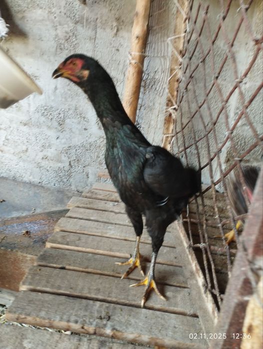 Дакан товиклар тозаси