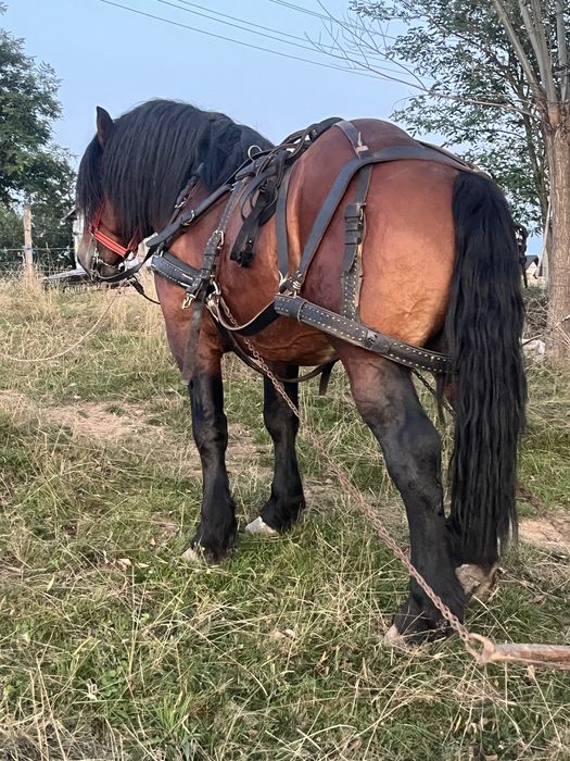 Armasar de 4 ani sange rece unguresc cu pedigree