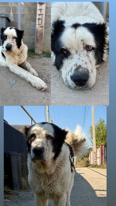 Алабай кобель 4 года ищет дом