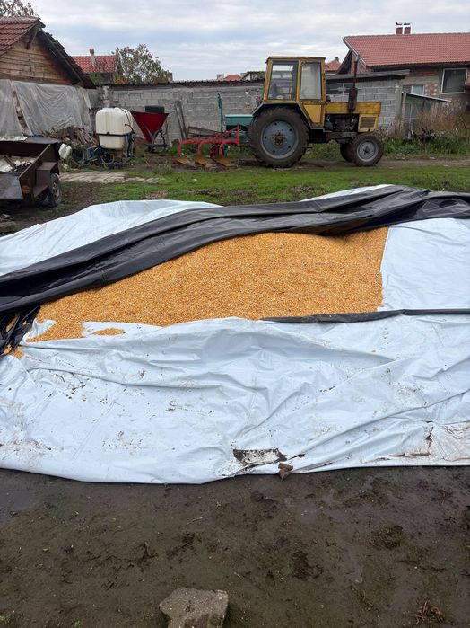 Продавам Фуражна Царевица