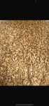Triticale producție 2025