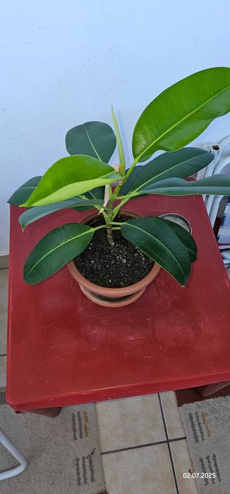 Vand Ficus planta