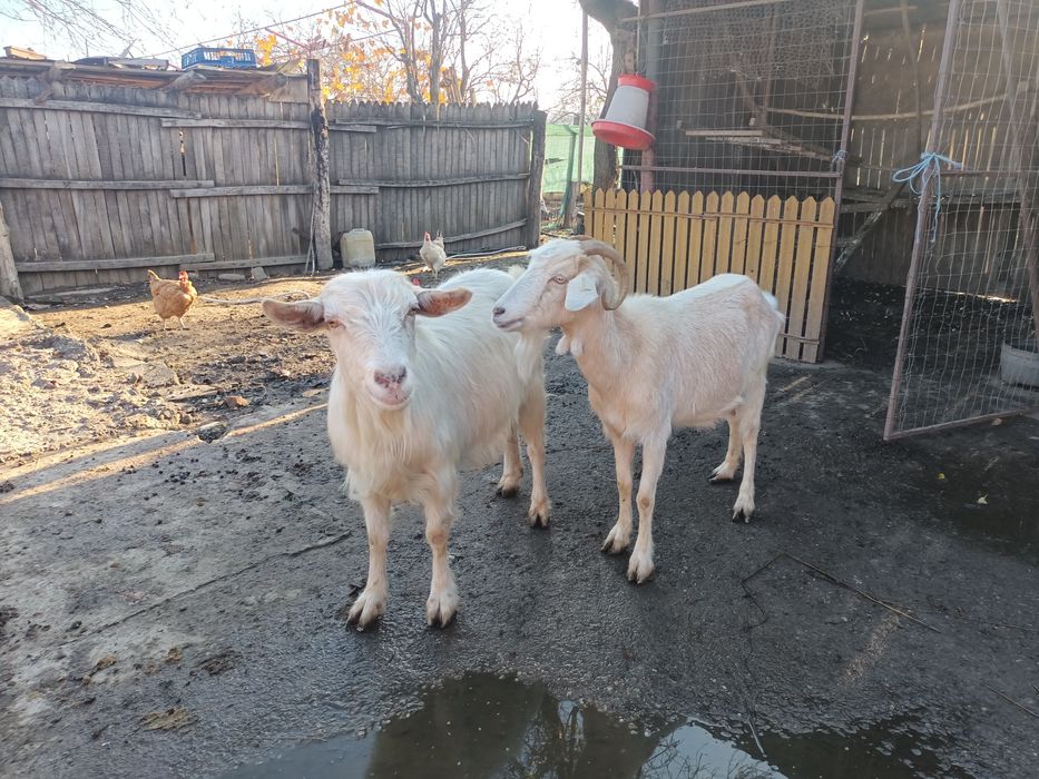 Vând 2 capre bune de lapte