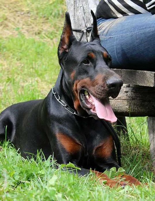Pui de Doberman European
