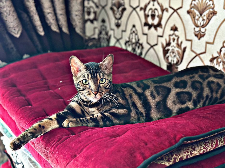 бенгал чистокровный  toza bengal