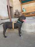 PidBull sotiladi...